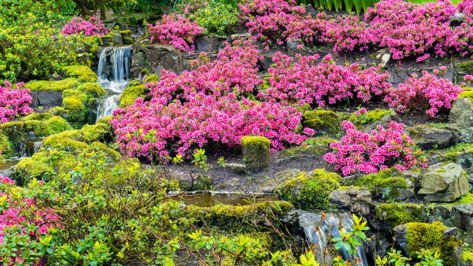Pink azaleas on the stone bank of a waterfall. Garden with azaleas in japanese style