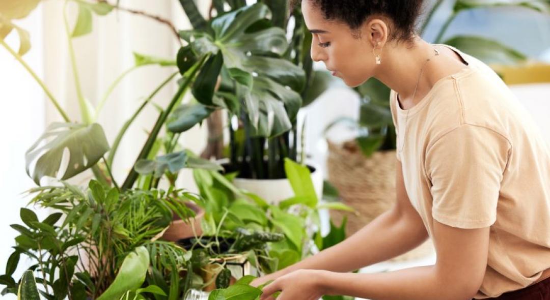 Tips for Having Healthy Indoor Plants
