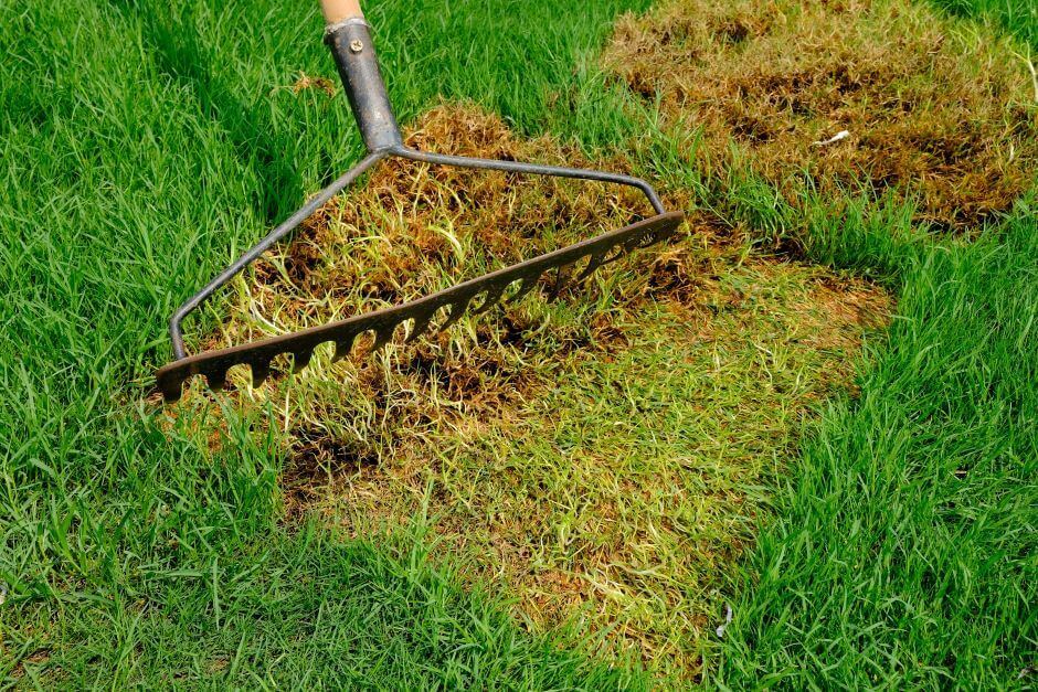 Fixing patchy dead grass spots lawn tips