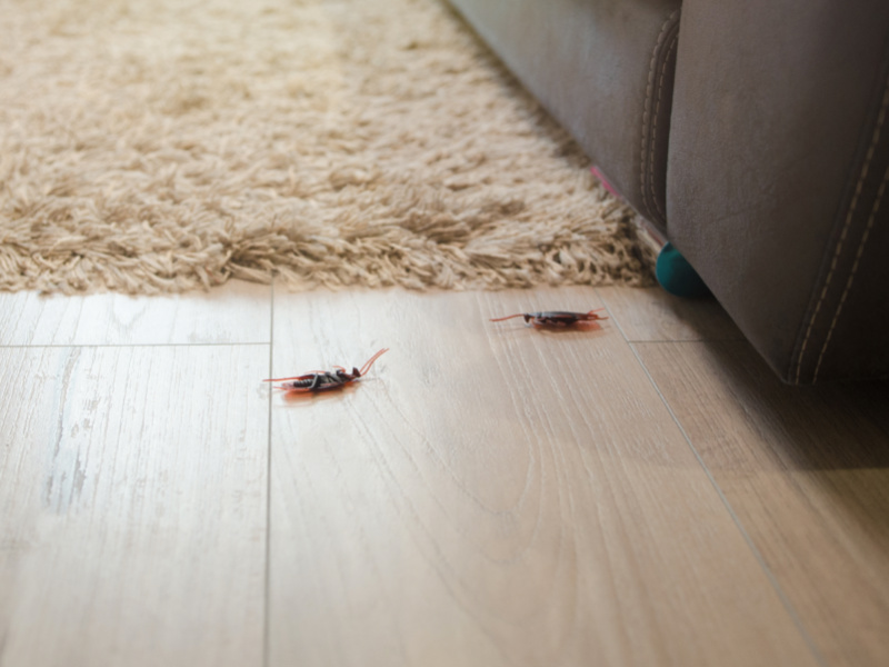 How to Easily Get Rid of Roaches at Home 
