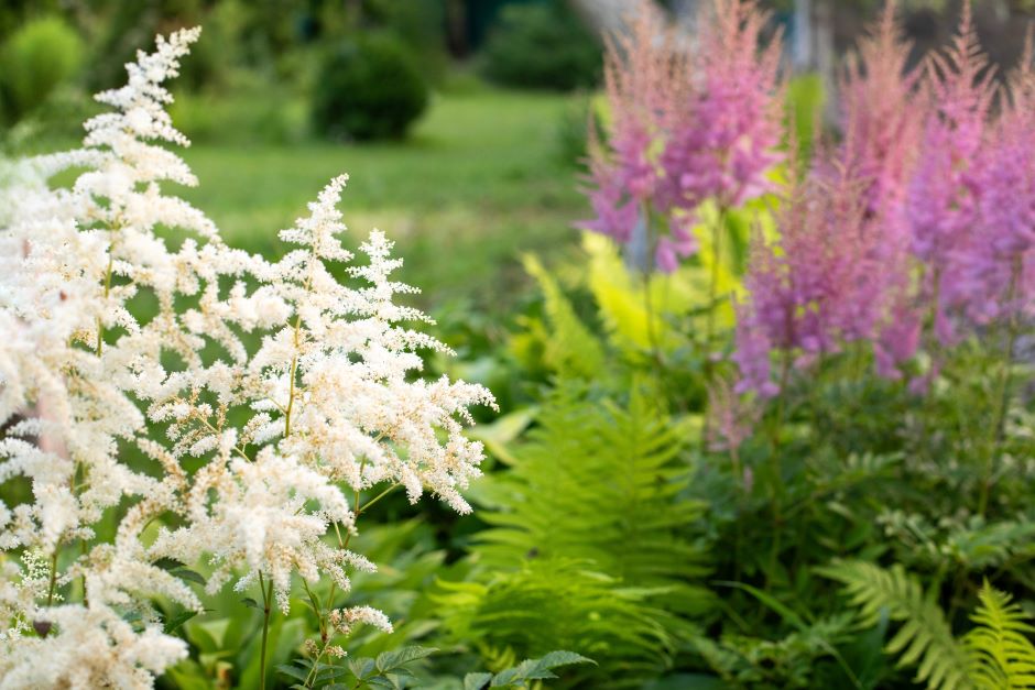 Image of a white and a lilac astilbe flower.
