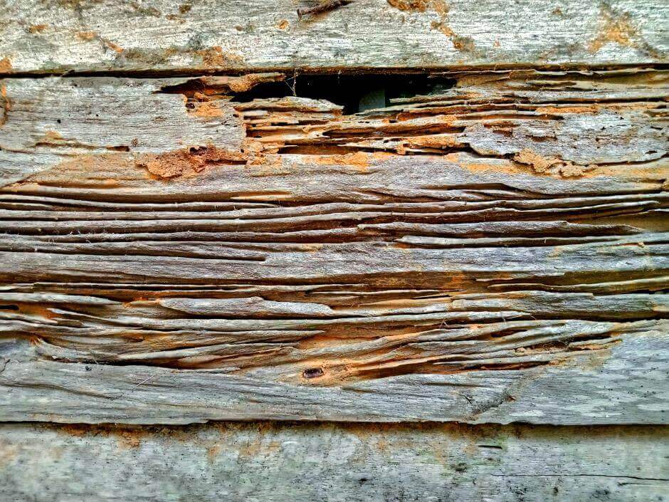 Termite nest in wood