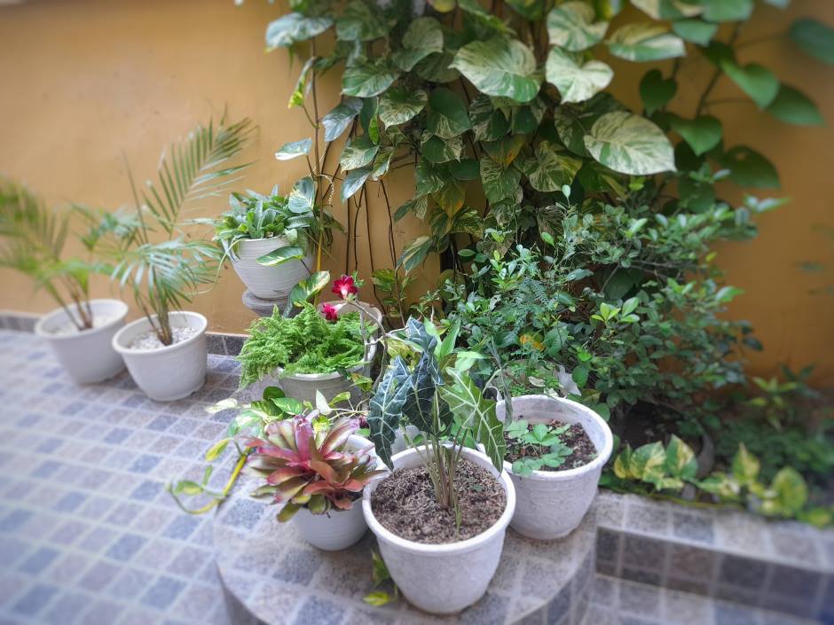 A garden arranged in various ceramic pots with plants of different shapes and colors