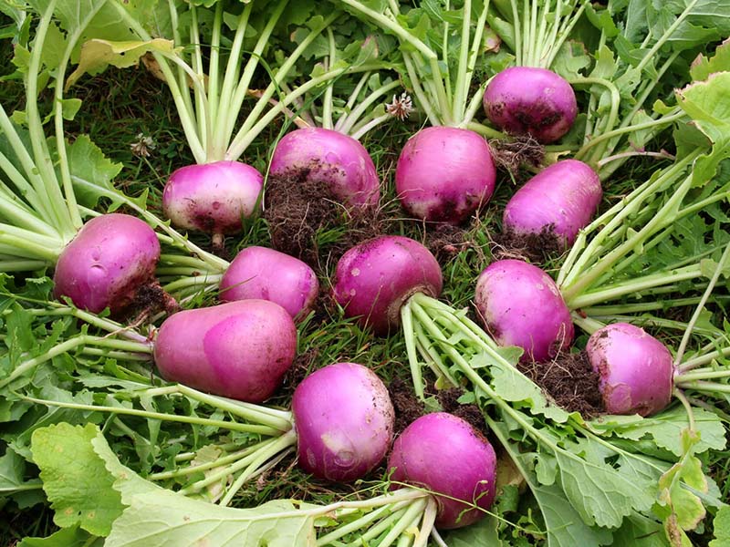 Turnips are very resilient and will last through Fall or Winter. 
