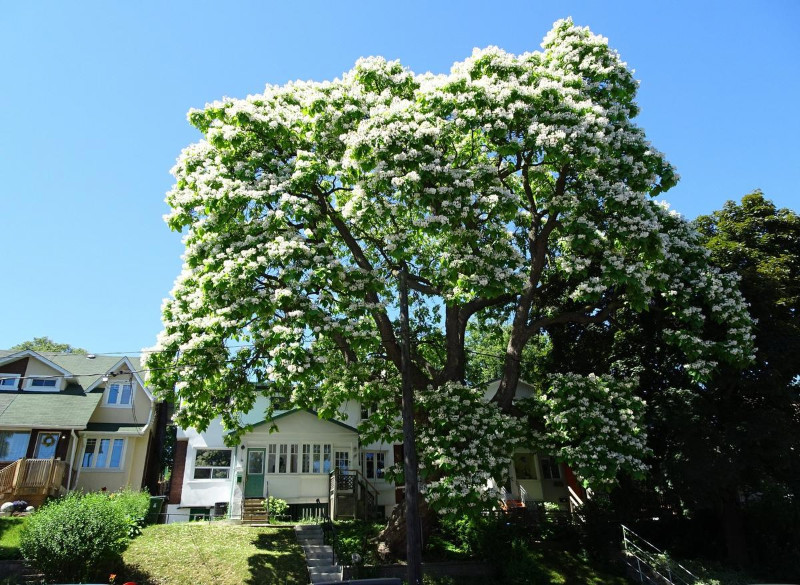 With beautiful blooms, this shade tree is very beautiful. Source: The Star
