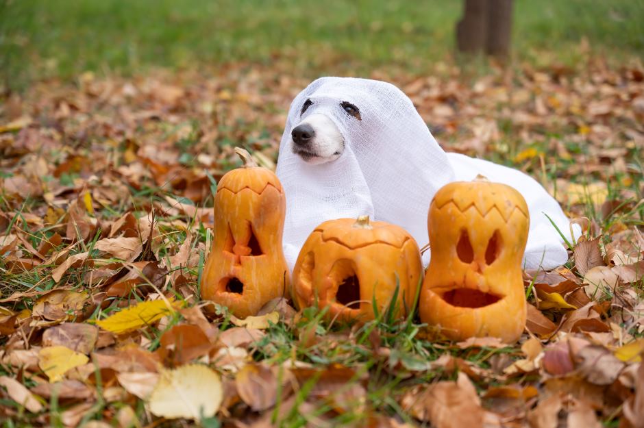 Puppy dressed as a ghost and Halloween pumpkins