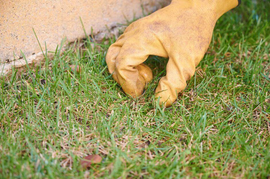 How to fix dead spots on lawn