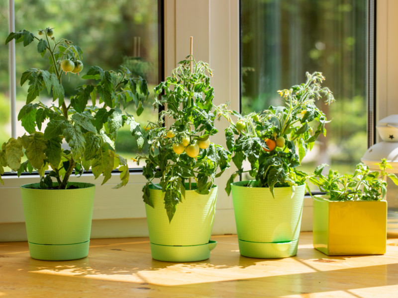 7 Surefire Plants for Beginning Gardeners