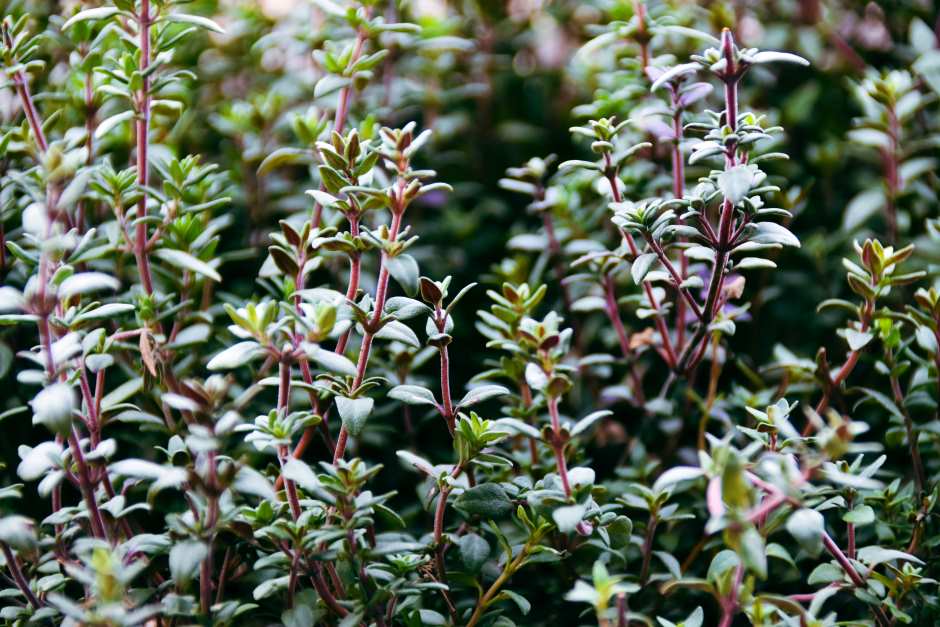 A picture of fragrant thyme in the wilderness