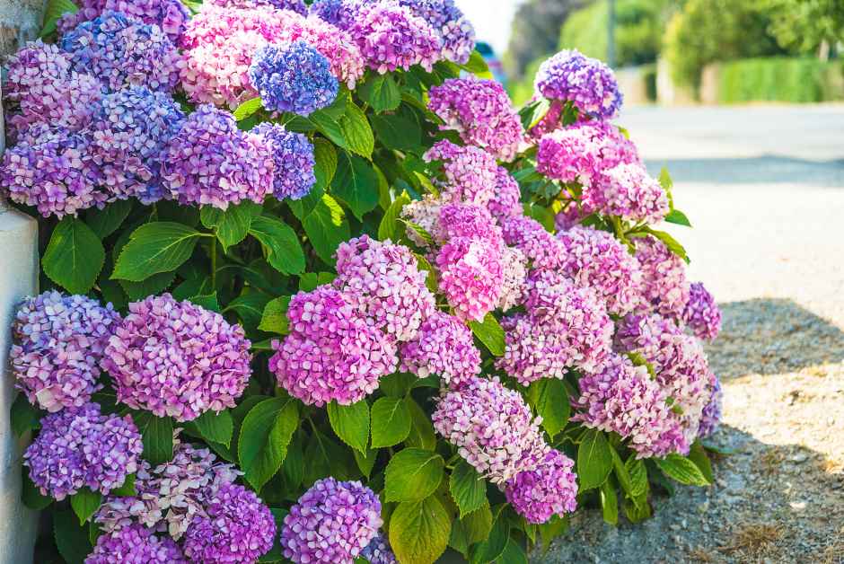 A well mantained and nice looking bush of purple and blue hydrangea