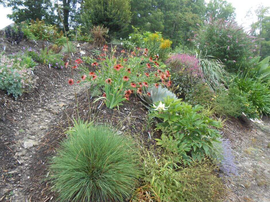 Strategic native plant selection minimal watering drought resistant low maintenance landscaping