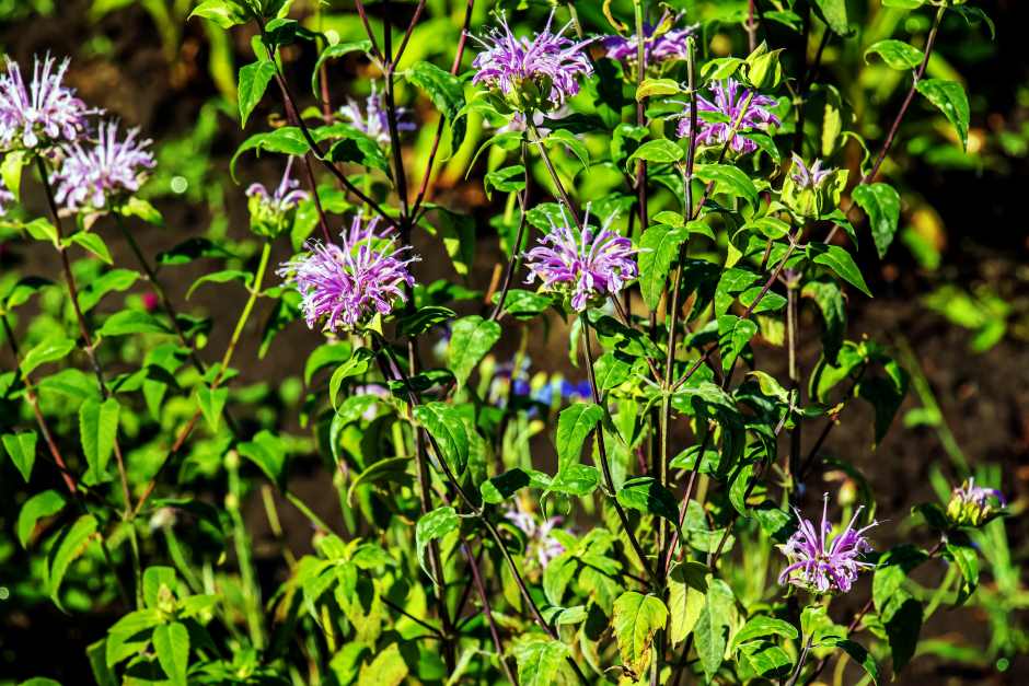 A native purple flower called bergamont mordana