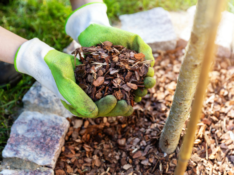 Here’s Why Your Yard Needs Mulch ASAP