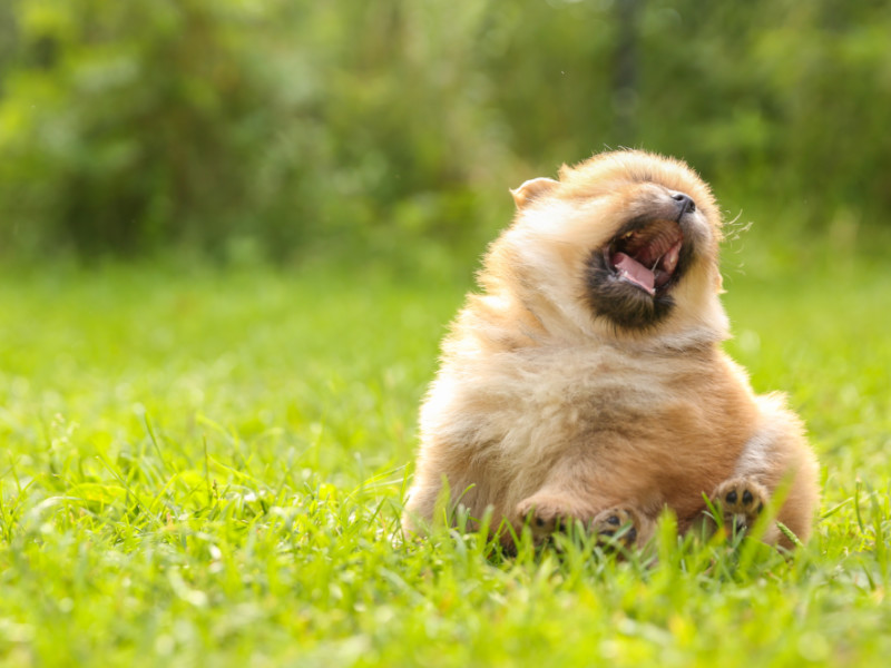 Why Is My Puppy Sneezing?