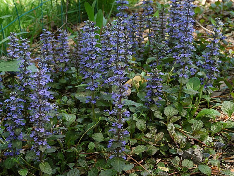 Ajuga