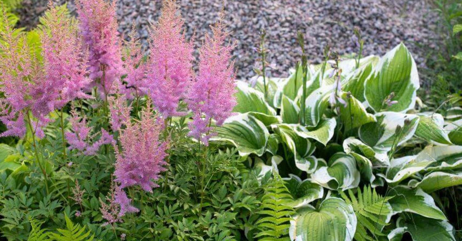 24 Easy-to-grow Low-maintenance Perennial Flowers - Homeyou