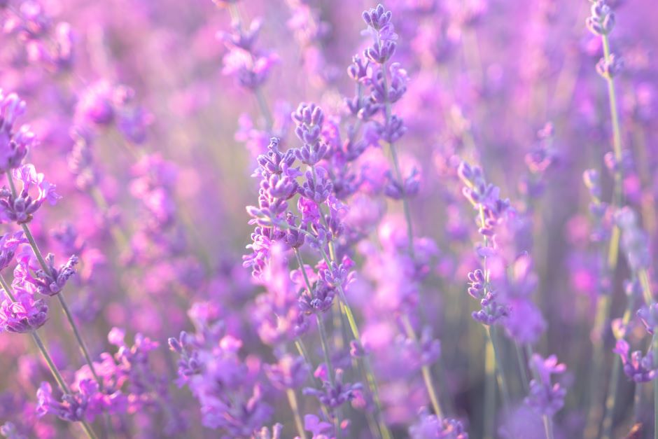 Image of a lavender flower.