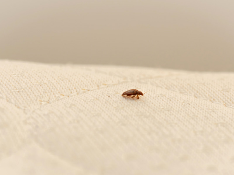 How To Find and Get Rid of Bed Bugs In Your Home