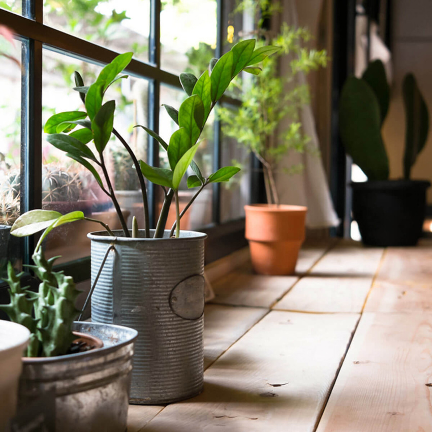 Grouping plants together is good for their health. Source: Family Handyman