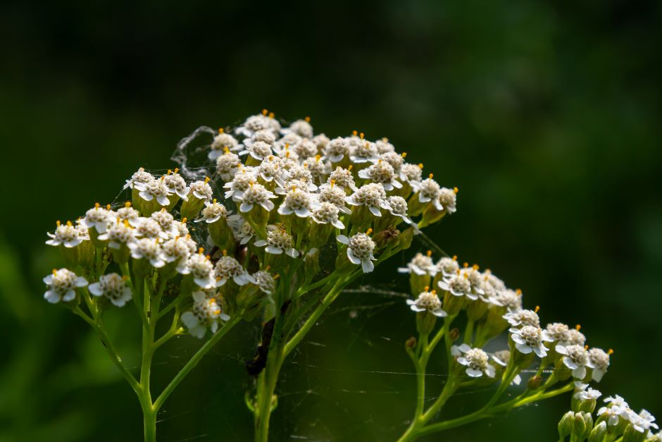 Image of a white yarrow flower.