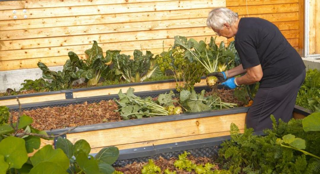 7 Tips to Ensure Success With Raised Bed Gardening