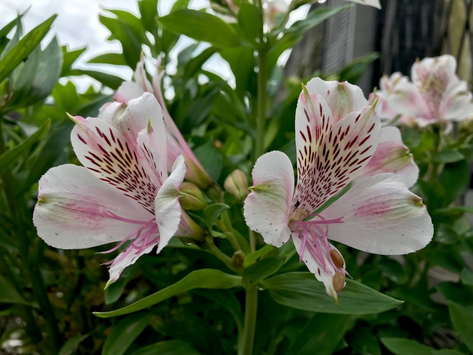Image of a white and rose asiatic lily flower.