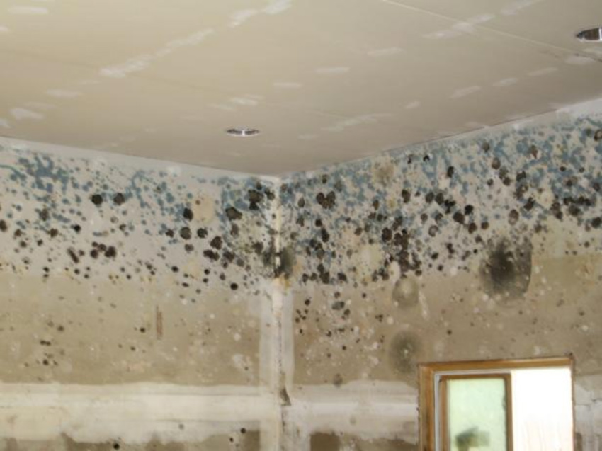 Here’s how to prevent mold and mildew. Source: HGTV