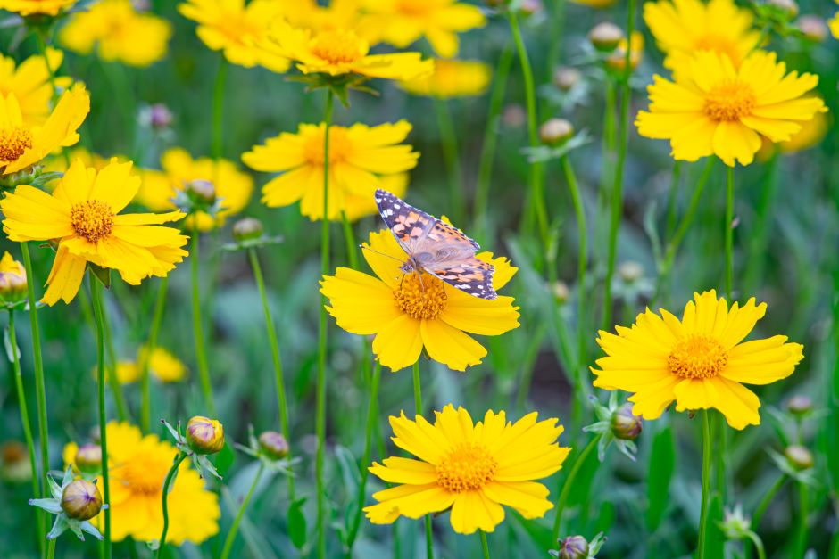 Image of a field of yellow coreopsis. There is a butterfly landing on the flower.