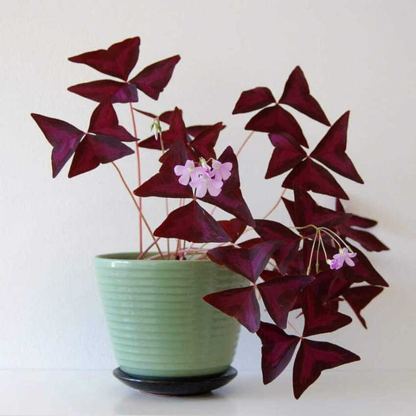 The oxalis is similar to the famous irish clover. Source: Wearefound