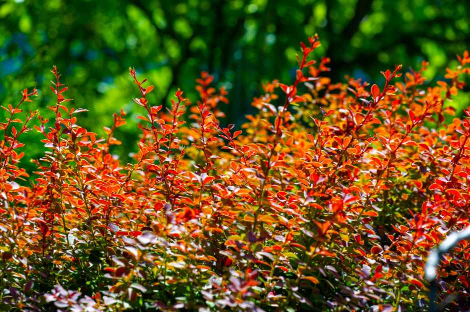 Side profile picture of wild decorative barberry plants with a beautiful orange hue tone