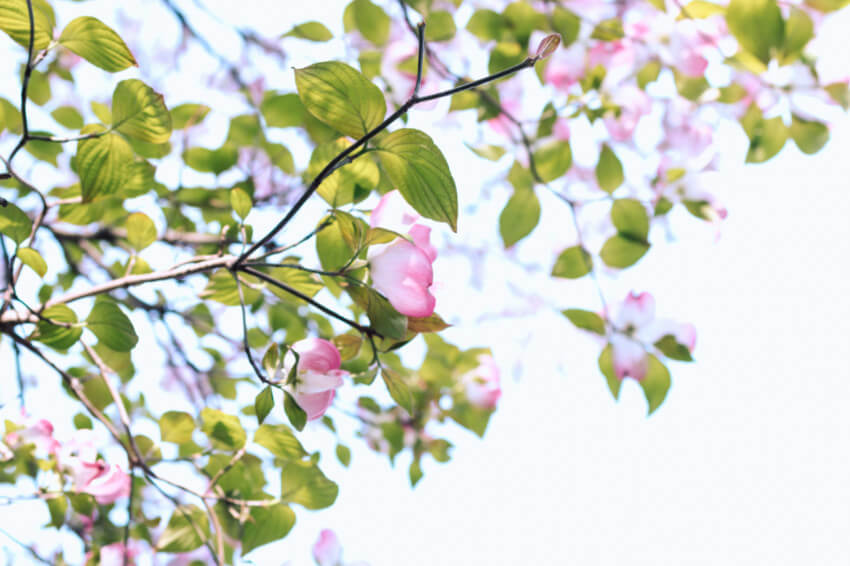 Dogwood is an early bloomer that needs prunung in the summer.