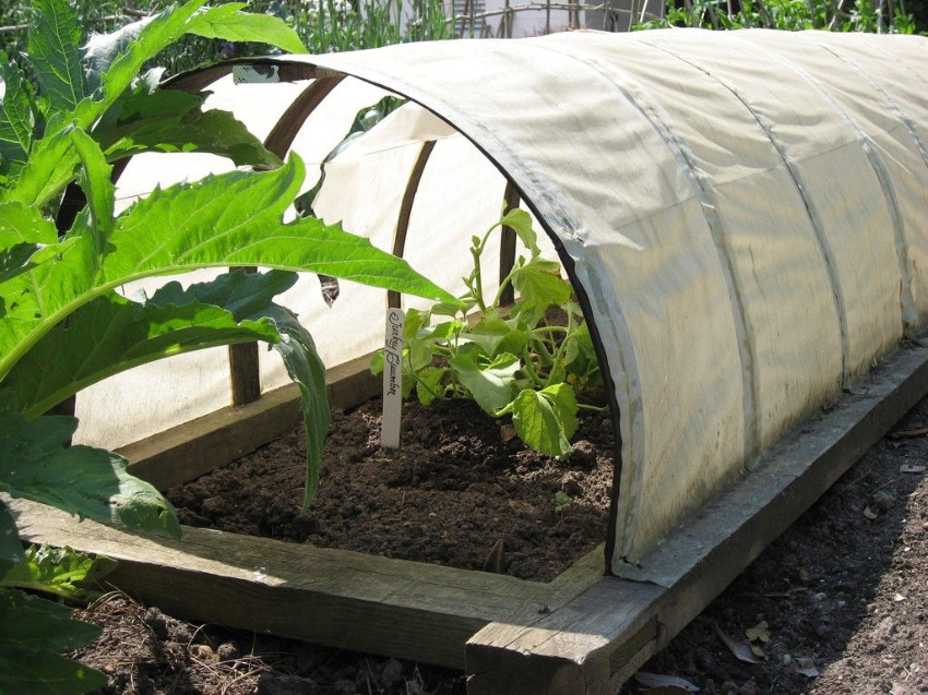 If you live in an area that has occasional winter freezes, you need a good cover. Source: Gardening Know How