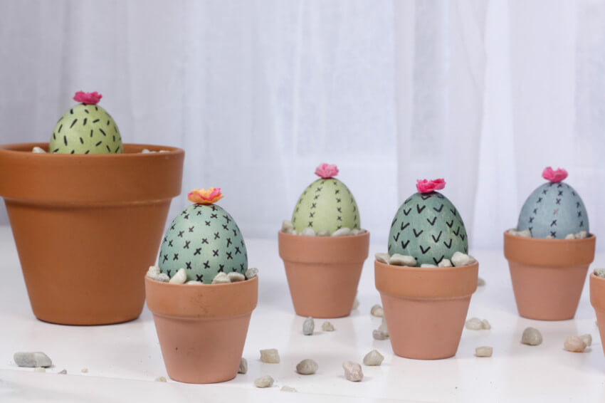 Cactus from eggshells, the easiest plants to care for.
