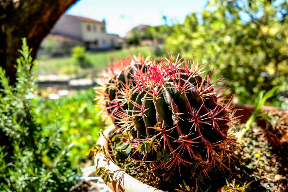 Potted cactus in a garden