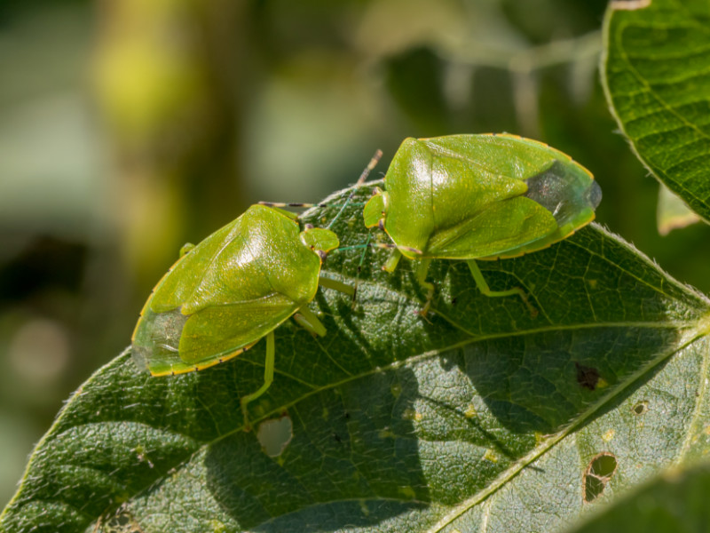 10 Prevention Tips to Keep Stink Bugs at Bay 