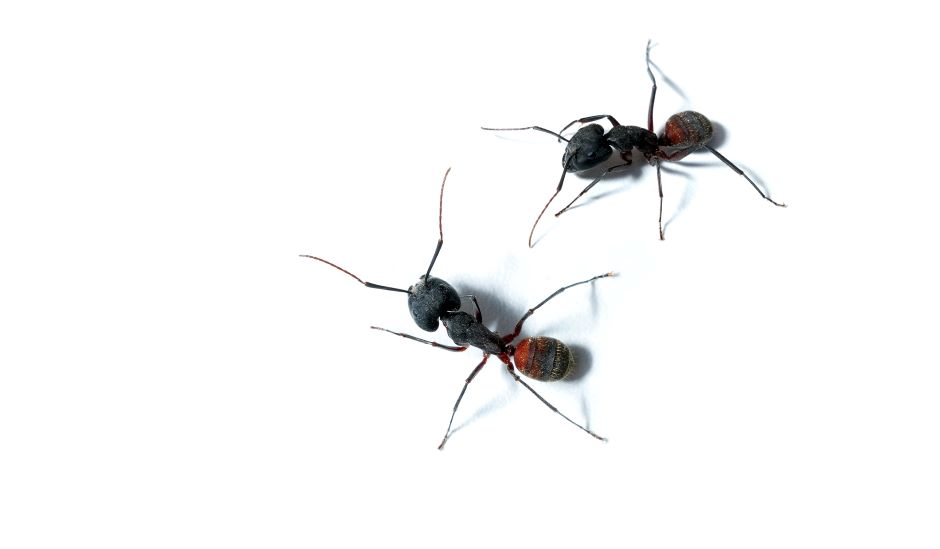 Identify carpenter ants look like