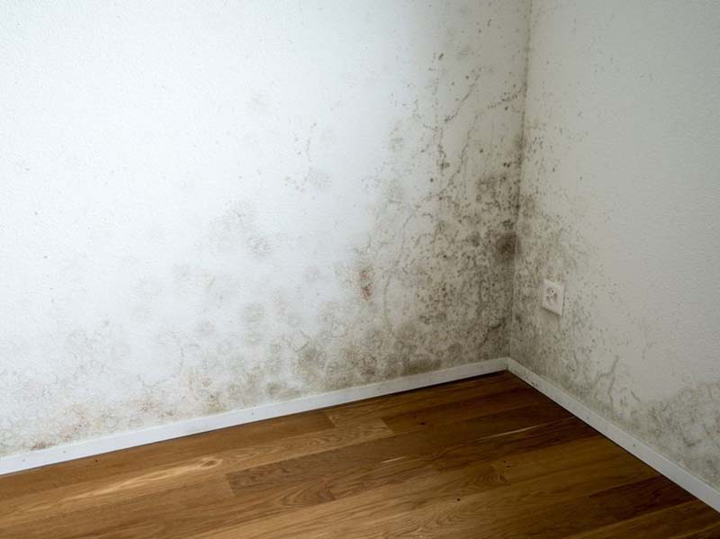 mold growth on cabinets or walls