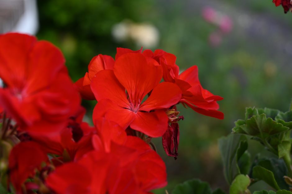 Image of a red geranium.