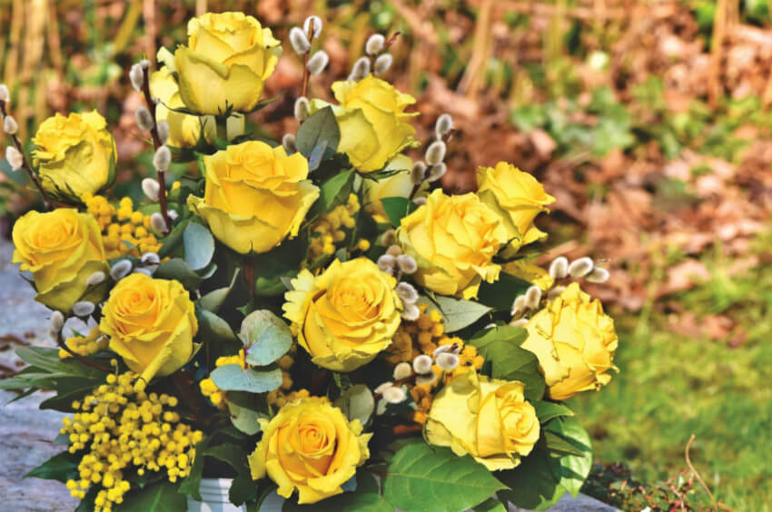 Roses are dormant during winter, so take the opportunity to prune them.