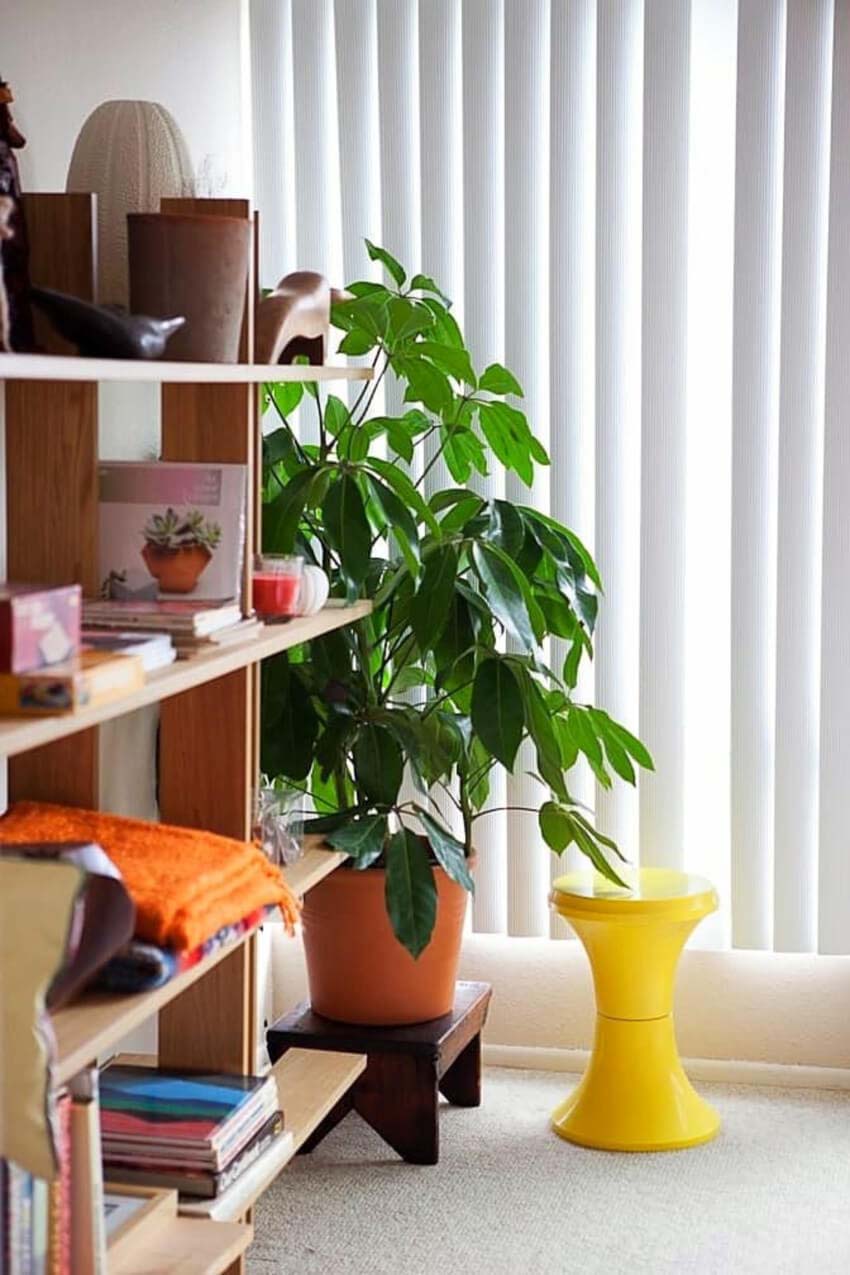 get some indoor plants