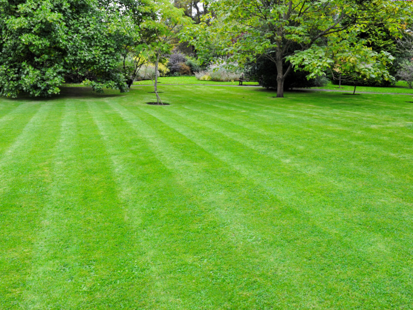 10 Year-Round Lawn Care Tips