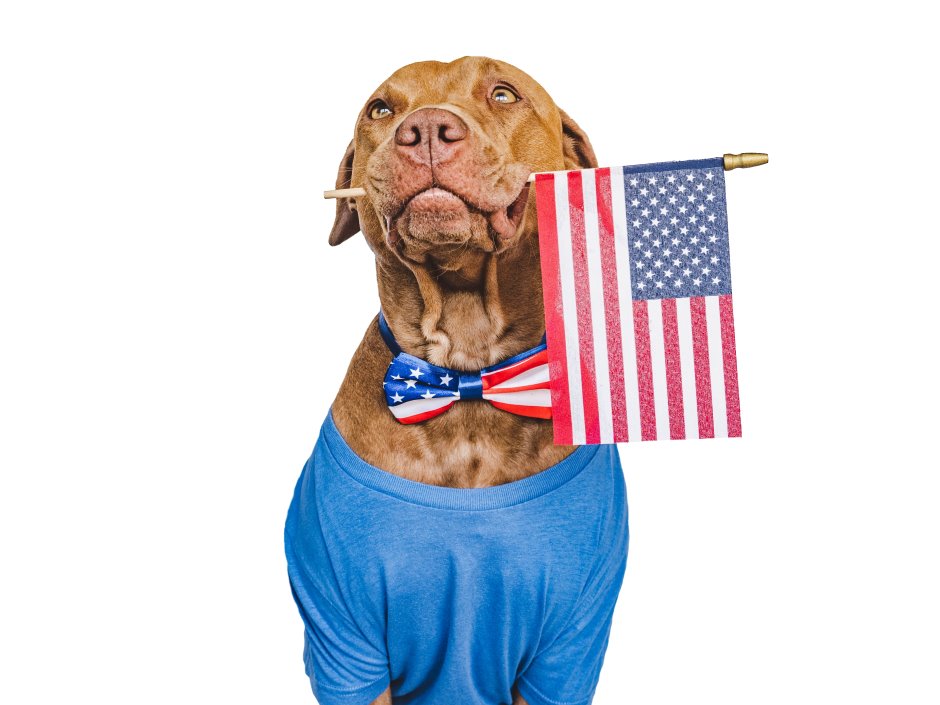 Cute dog wearing clothes and hold the american flag in his mouth