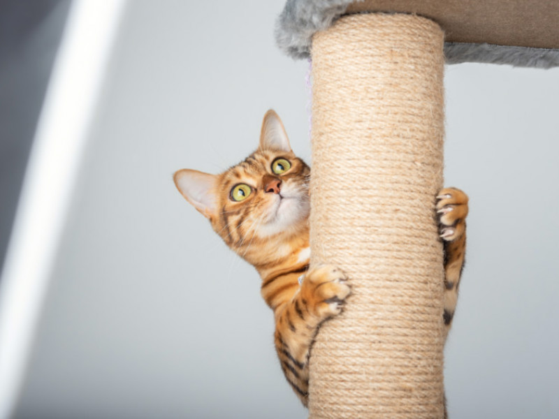 7 Essential Tips For First-time Cat Owners