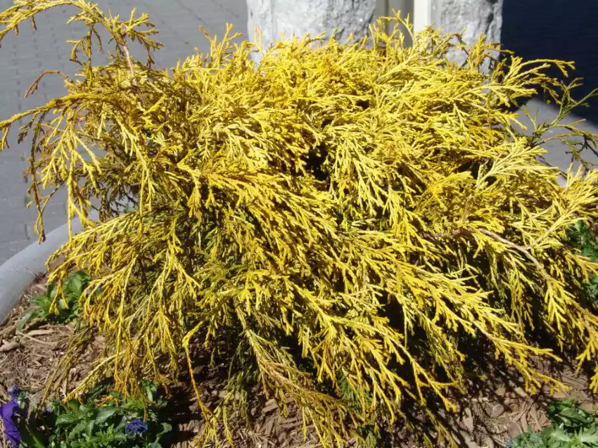Gold mop shrubs have evergreen foliage and are pruned in early spring.
