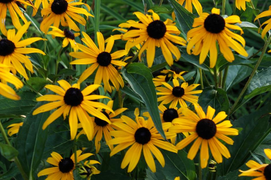 A bouquet of Black-eyed Susans in full bloom for decoration and landscaping
