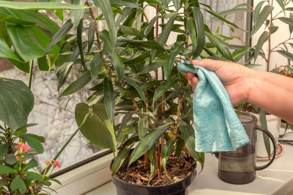 Clean indoor plants