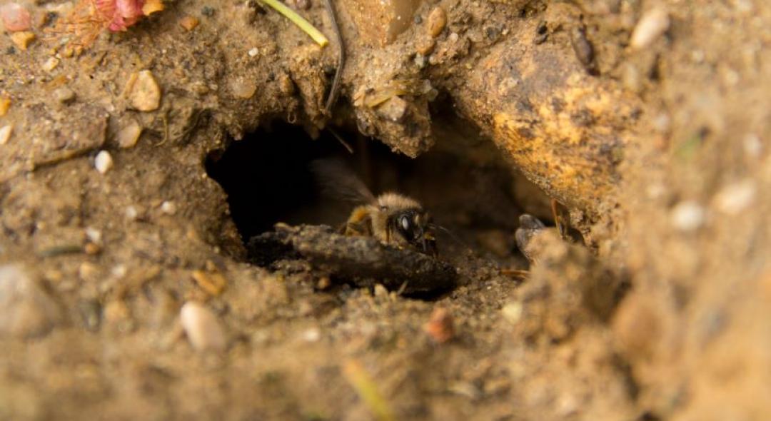 Ground Bees In Your Yard? Here's What You Need To Know