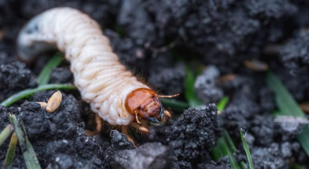 The Most Effective Methods of Dealing with Grubs on your Lawn