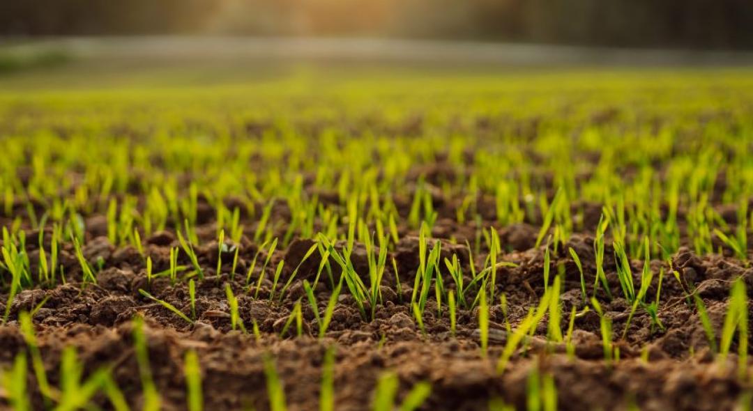 How Long It Takes For Grass Seed To Grow: 8 Tips
