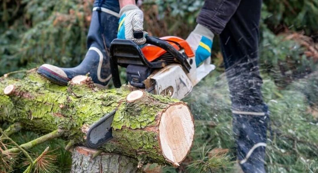 5 Easy Steps To Cut Down A Small Tree Safely